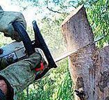 Best Stump Grinding and Removal  in Texas City, TX