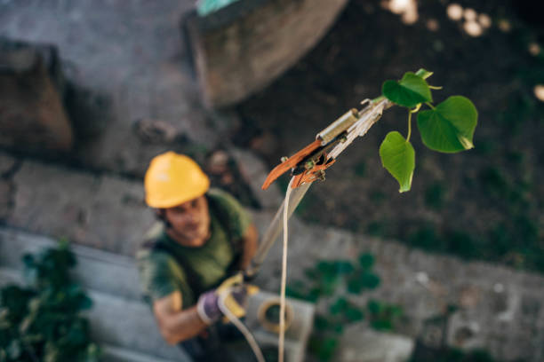 Texas City, TX Tree Services Company
