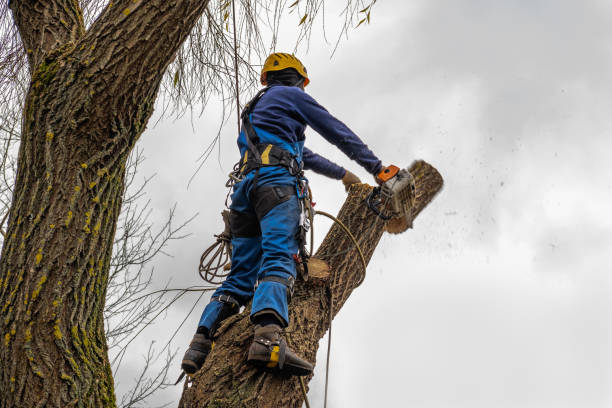 Best Root Management and Removal  in Texas City, TX
